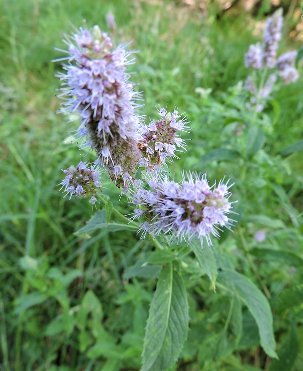 mäta dlholistá Mentha longifolia (L.) L.