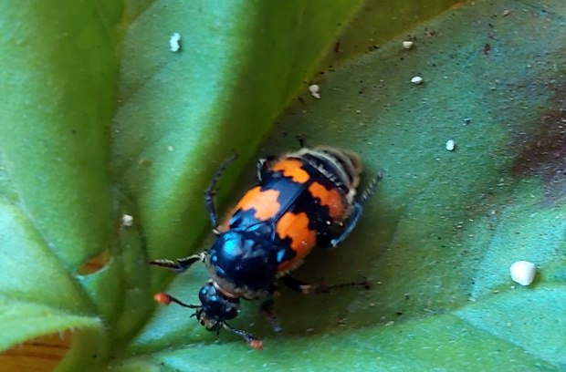 hrobárik obyčajný Nicrophorus vespillo