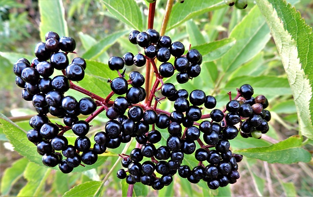 baza chabzdová Sambucus ebulus L.