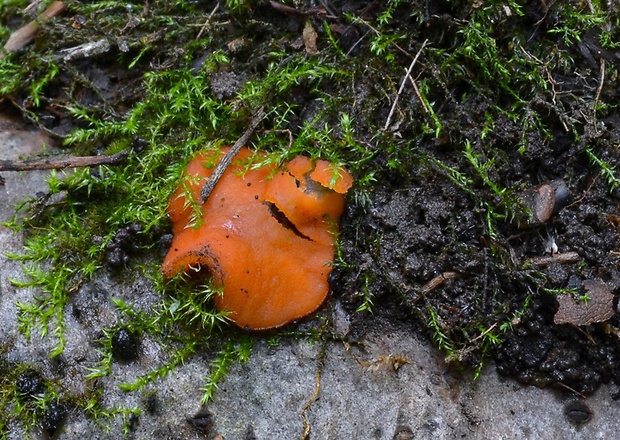 štítovnička Scutellinia sp.