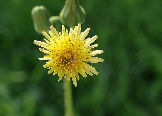 mlieč zelinný Sonchus oleraceus L.