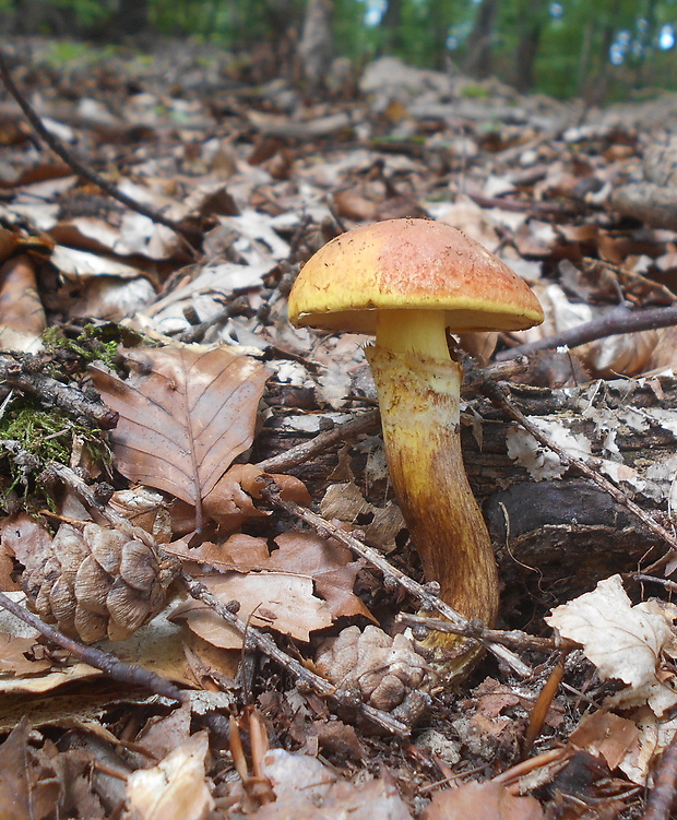 masliak smrekovcový Suillus grevillei (Klotzsch) Singer