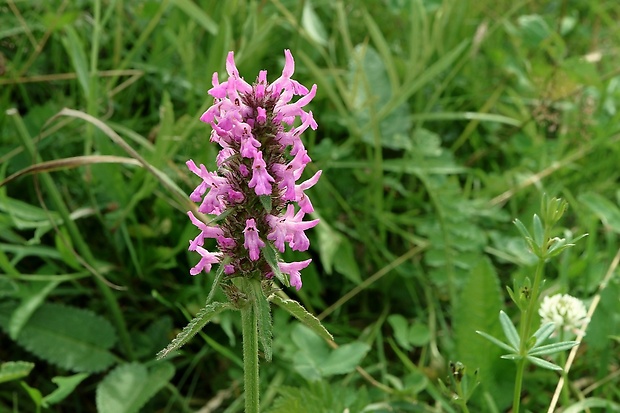 betonika lekárska Betonica officinalis L.