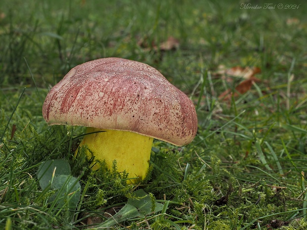 hríb kráľovský Butyriboletus regius (Krombh.) D. Arora & J.L. Frank