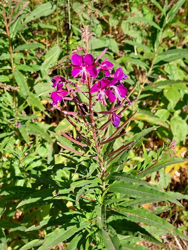 kyprina úzkolistá Chamerion angustifolium (L.) Holub