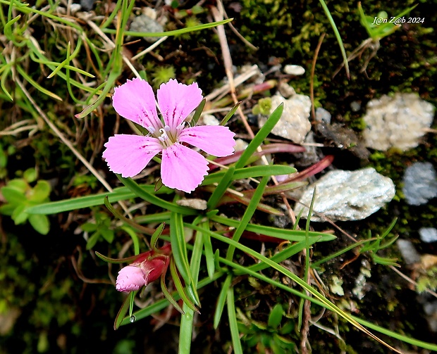 klinček ľadovcový Dianthus glacialis Haenke