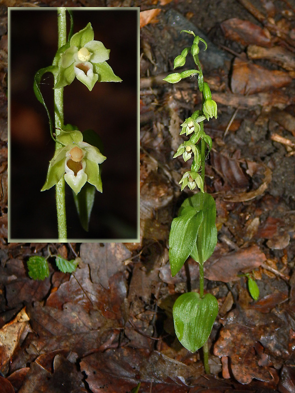 kruštík neskorý Epipactis albensis Nováková & Rydlo