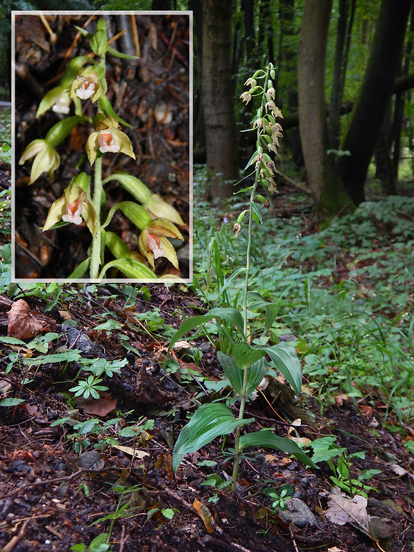 kruštík voethov Epipactis voethii Robatsch