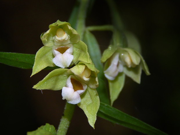 kruštík voethov Epipactis voethii Robatsch