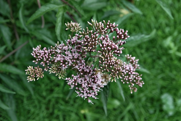 konopáč obyčajný Eupatorium cannabinum L.