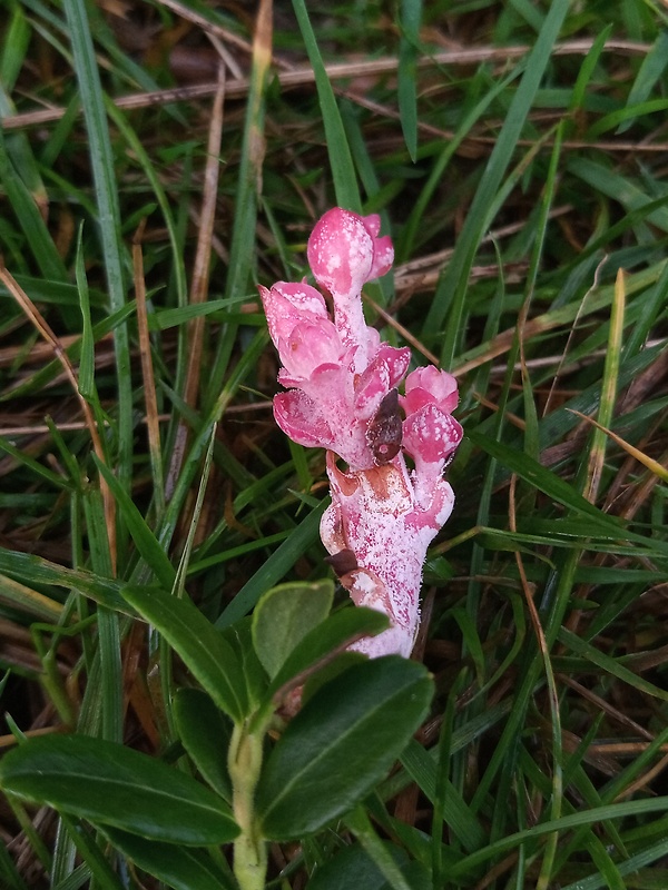 nahorúchovec brusnicový Exobasidium vaccinii (Fuckel) Woronin