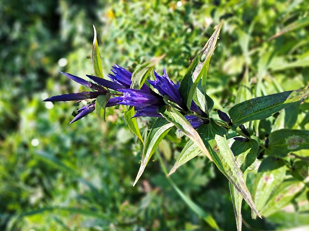 horec luskáčovitý Gentiana asclepiadea L.