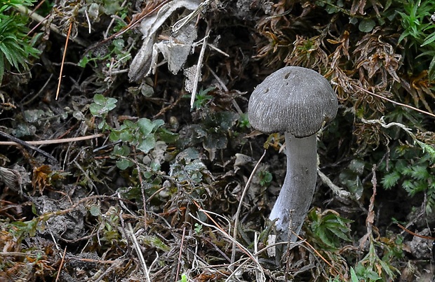 lúčnica ovčia Hygrocybe ovina (Bull.) Kühner