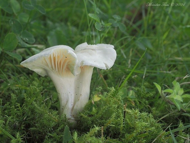 lúčnica statná bledá Hygrocybe pratensis var. pallida (Cooke) Arnolds