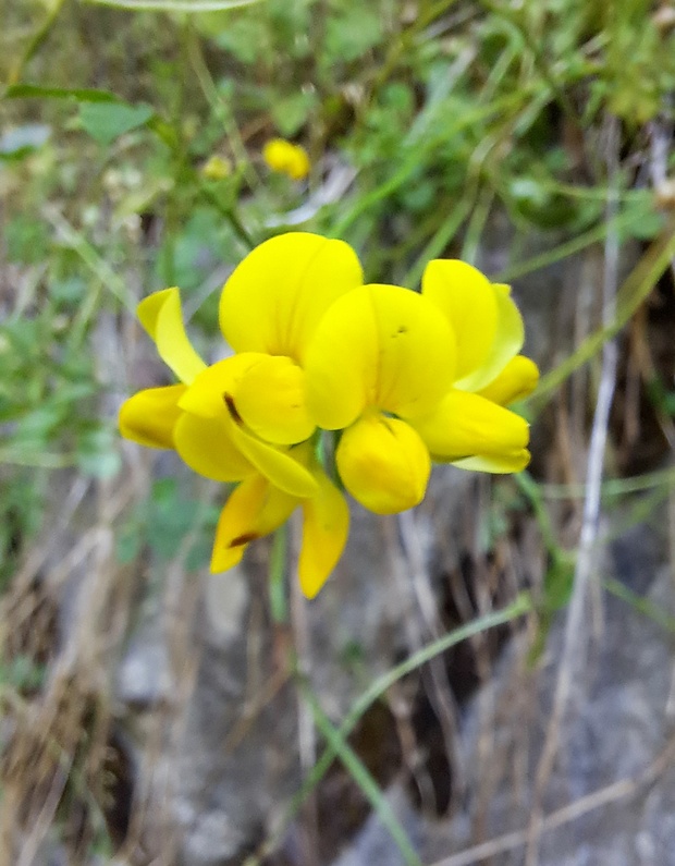 ľadenec rožkatý Lotus corniculatus L.