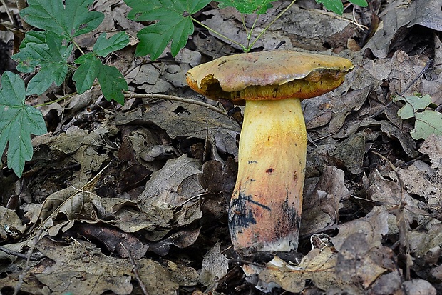 hríb zrnitohlúbikový odfarbený Neoboletus xanthopus (Quél.) Krieglst.