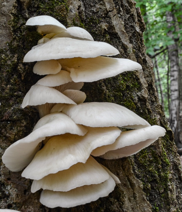 hliva buková Pleurotus pulmonarius (Fr.) Quél.