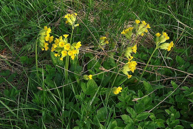 prvosienka jarná Primula veris L.