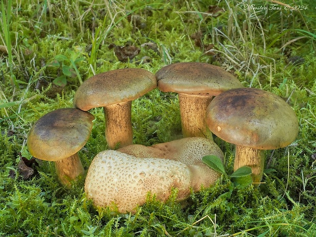 suchohríb cudzopasný Pseudoboletus parasiticus (Bull.) Šutara