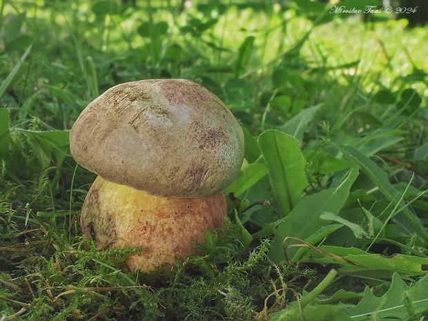 hríb Le Galovej Rubroboletus legaliae (Pilát & Dermek) Della Maggiora & Trassin.