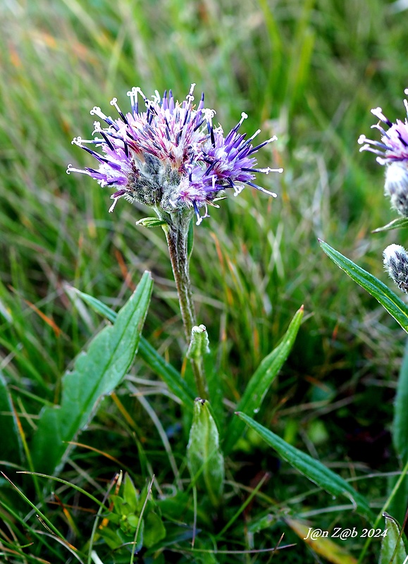 pabodliak alpínsky Saussurea alpina (L.) DC.