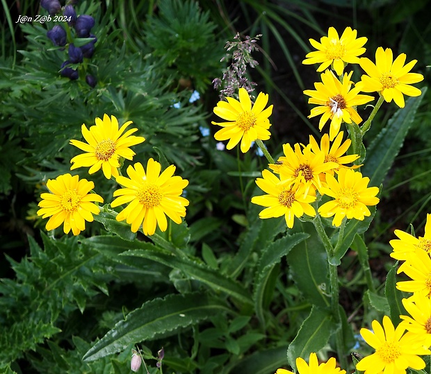 starček Senecio doronicum (L.) L.