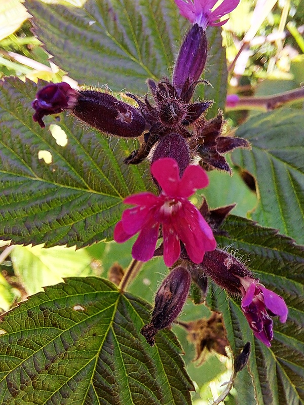 silenka červená Silene dioica (L.) Clairv.