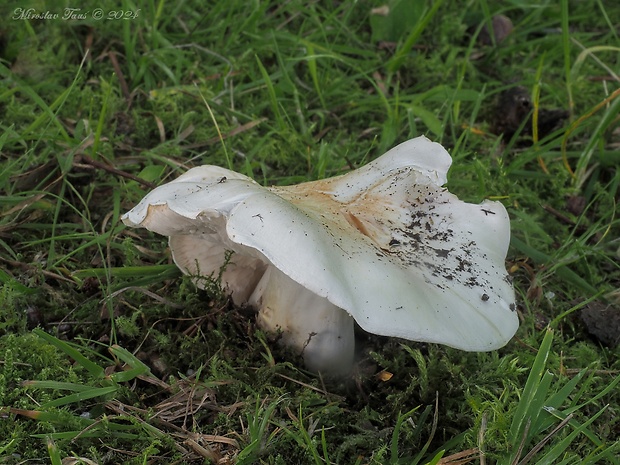 čírovka hodvábna Tricholoma columbetta (Fr.) P. Kumm.