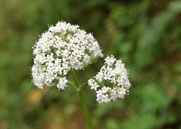 valeriána lekárska Valeriana officinalis L.