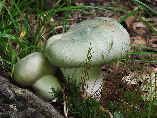 plávka zelenkastá 	Russula virescens  (Schaeff.) Fr.