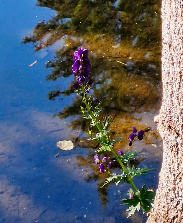 prilbica tuhá Aconitum firmum Rchb.