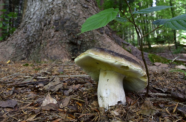 hríb smrekový Boletus edulis Bull.