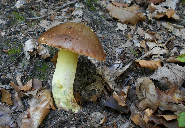 hríb príveskatý Butyriboletus appendiculatus (Schaeff. ex Fr.) Secr.