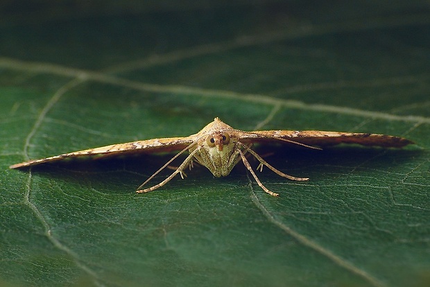 piadivka žihľavová (sk) / píďalka kopřivová (cz) Camptogramma bilineata (Linnaeus, 1758)