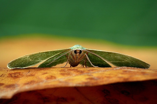 piadivka černicová (sk) / zelenopláštník lískový (cz) Chlorissa cloraria (Hübner, 1813)