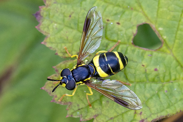 pestrica Chrysotoxum bicinctum var. tricinctum