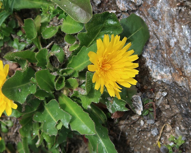 škarda Crepis rhaetica Hegetschw.