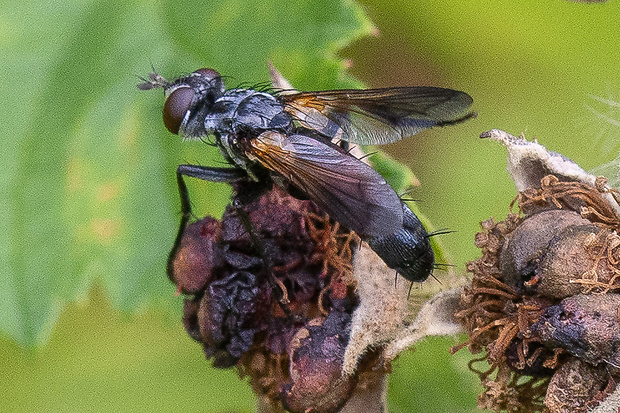 bystruša Cylindromyia auriceps