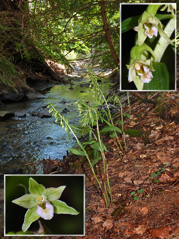 kruštík greuterov Epipactis greuteri H. Baumann et Künkele