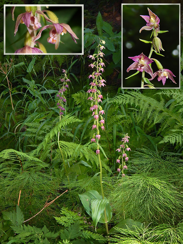 kruštík širokolistý pravý Epipactis helleborine subsp. helleborine (L.) Crantz