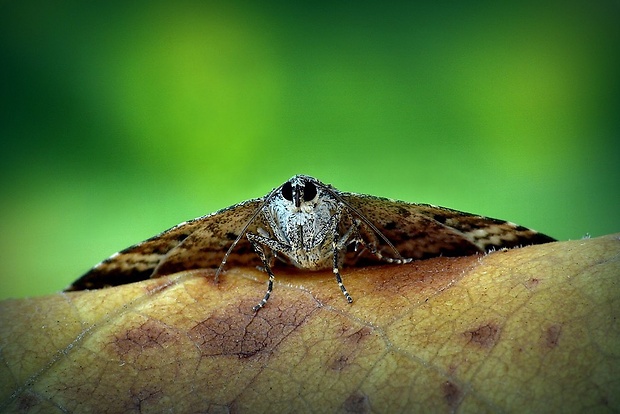 piadivka obyčajná (sk) / píďalka obecná (cz) Epirrhoe alternata (Müller, 1764)