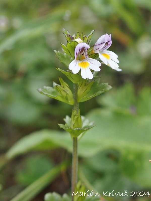 očianka Euphrasia alpina Lam.