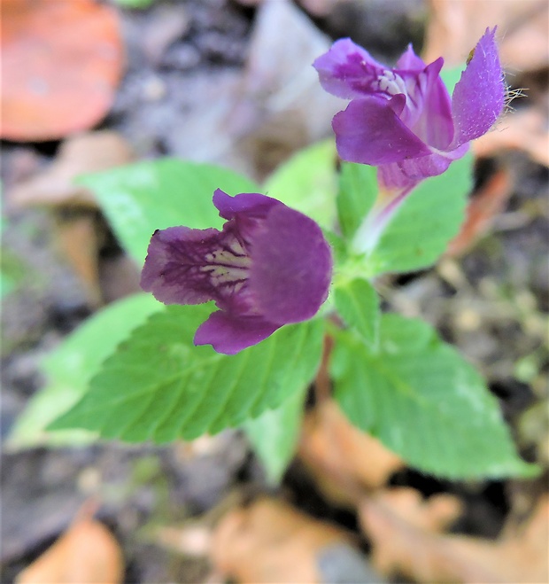 konopnica páperistá Galeopsis pubescens Besser