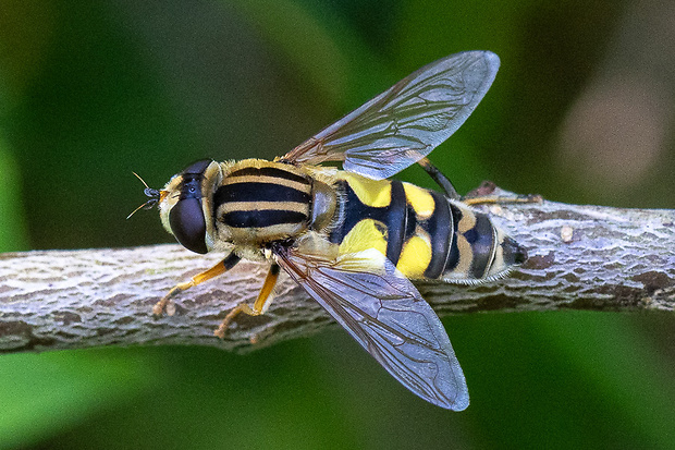 trúdovka červenonosá Helophilus trivittatus (Fabricius, 1805)