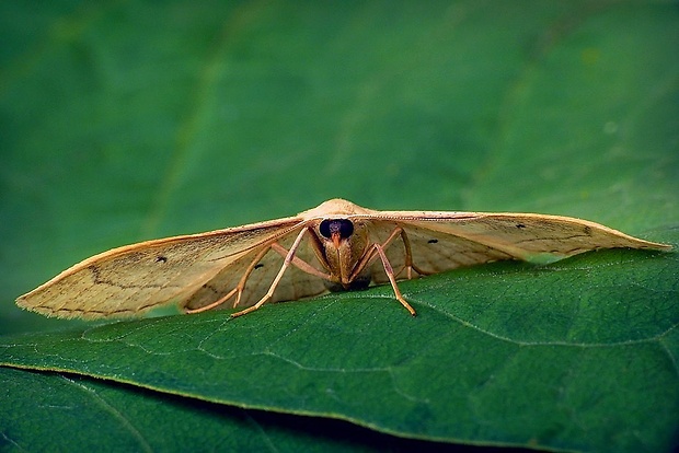 piadica hviezdicová (sk) / žlutokřídlec hnědočárný (cz) Idaea rufaria (Hübner, 1799)