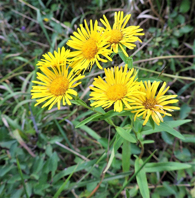 oman sp. Inula sp. L.