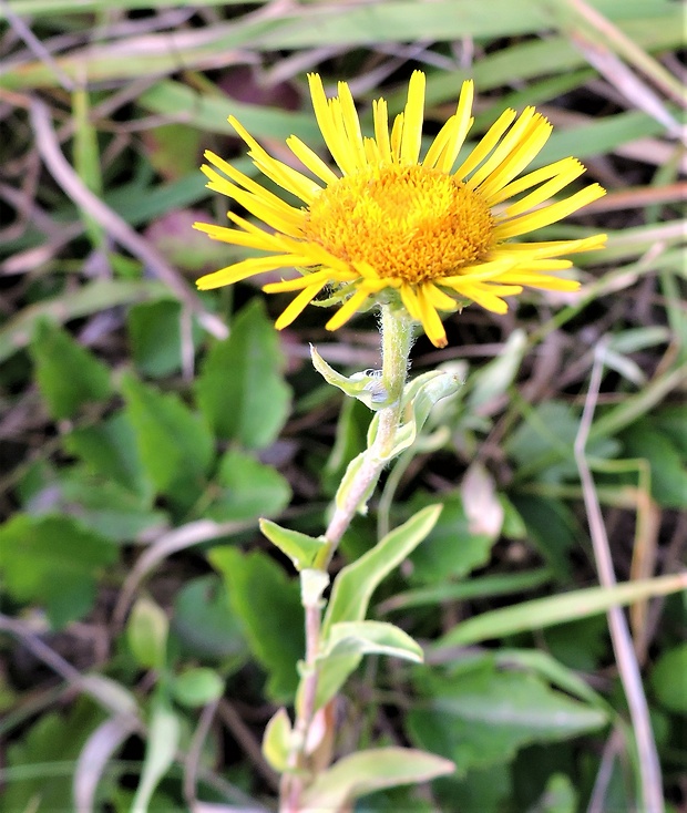 oman sp. Inula sp L.