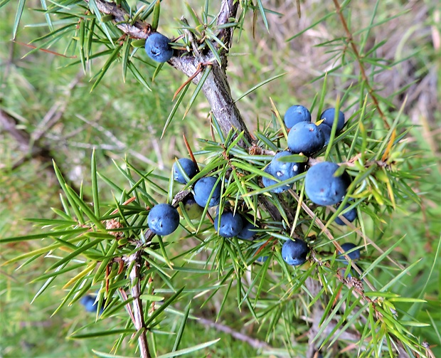 borievka obyčajná Juniperus communis L.