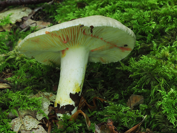 rýdzik ostrý Lactarius acris (Bolton) Gray