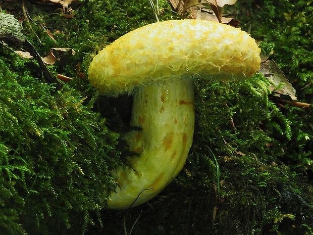 rýdzik nádherný Lactarius repraesentaneus Britzelm.